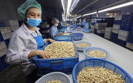 Loạt lý do khiến ngành điều Việt Nam lo khó tồn tại