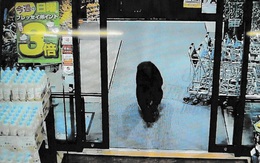 Thống đốc Nhật Bản cầu cứu quân đội đối phó với cuộc tấn công 'khủng khiếp' của gấu