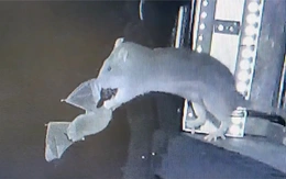 Cảnh tượng hiếm thấy: Chuột lao lên không trung tóm gọn dơi đang bay