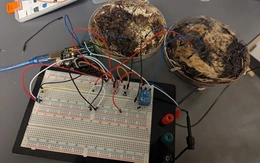 Chế tạo bộ nhớ máy tính từ… nấm