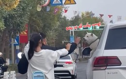 Cặp đôi thót tim vì xém tí được chú chó tặng cho '3 mũi 900.000 đồng'