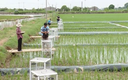 Trồng lúa giảm phát thải, nông dân ở Hà Nội tăng 50% lợi nhuận, bán cả tín chỉ carbon