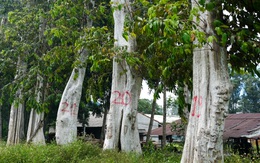 Kỷ luật buộc thôi việc Chi cục trưởng Chi cục Kiểm lâm tỉnh Gia Lai và 4 thuộc cấp