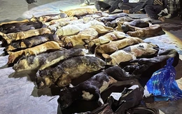 Bắt quả tang nhóm người trộm 24 con chó chỉ trong một đêm