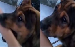 Chú chó ngoan ngoãn khi bị sen dọa không cho ăn