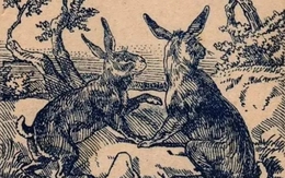 Thử tài tinh mắt: Con chó ẩn giấu ở đâu?