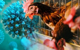 Chuyên gia cảnh báo chủng cúm H9N2 đang thích nghi với cơ thể người