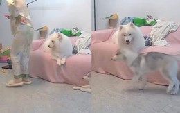 Chú chó lém lỉnh cà khịa cô chủ bị đau chân