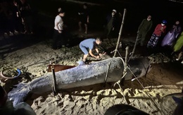 Giữa mưa lũ, người dân Đà Nẵng phát hiện cá ông lụy bờ