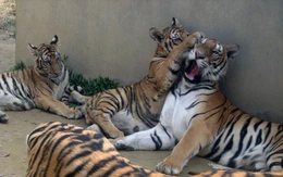 Sẽ bàn giao 9 con hổ nuôi ở Thanh Hóa về Vườn thú Hà Nội