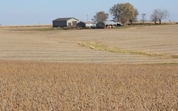 Trung Quốc cam kết mua 75 triệu tấn đậu nành Mỹ trong 3 năm tới