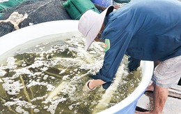 Dân nuôi thủy sản ở Phú Quốc vui vì giá cá bớp, nhiều người không đủ hàng để bán