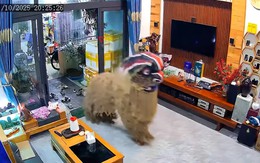 Bé trai khóc thét khi thấy chú lân 'đột biến' ghé vào nhà