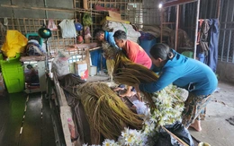 Ngư dân 'hốt bạc' nhờ nhổ bông súng 'ma' mùa nước nổi