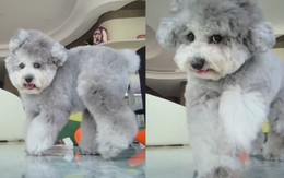 Chú chó trả đũa camera vì bị cô chủ bắt quả tang ăn vụng