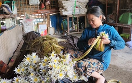 Bông súng ma vào mùa, người dân An Giang tranh thủ 'gặt lộc nước'