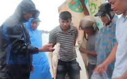 Nước lũ vừa rút, người Đà Nẵng ra đồng bắt được hàng chục ký cá