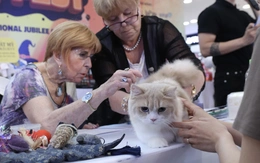 Chú mèo xấu nhất thế giới 'dắt' cả gia đình đến TP.HCM thi Hoa hậu mèo quốc tế Việt Nam 2025