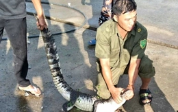 Người dân An Giang tá hỏa khi thấy cá sấu bò ngang đường