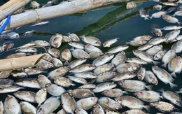 Người nuôi cá đầm Cù Mông khóc ròng vì cá chết sạch sau bão