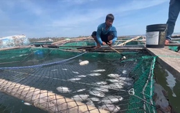 Hàng trăm tấn cá chết sau bão, người dân đầm Cù Mông thiệt hại hàng trăm triệu đồng