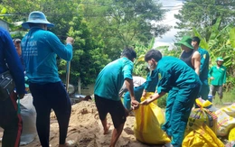 Khẩn trương gia cố đê bao xung yếu để bảo vệ sản xuất lúa thu đông