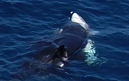 Cá voi sát thủ dùng 'chiêu thôi miên' hạ gục cá mập trắng