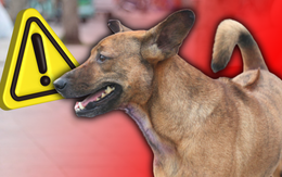 Thả rông chó, mèo giờ đây có thể bị phạt lên đến cả triệu đồng