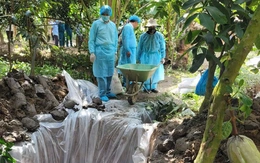 8 xã nào ở Vĩnh Long xảy ra dịch bệnh dịch tả heo châu Phi?