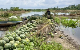Triều cường làm ngập 615ha khóm và hoa màu, gây thiệt hại nặng