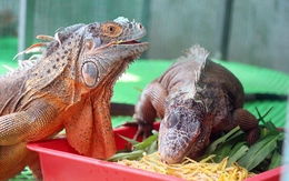 Mua rồng Nam Mỹ về nhân nuôi rồi bán trên mạng, kiểm tra lộ ra trại nuôi cả trăm con không phép
