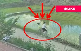 Bé gái lao xuống ruộng khi tập đi xe đạp