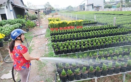 Lại chuyện tặng hoa hay không dịp lễ lạt