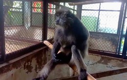 Voọc bạc quý hiếm phát hiện trên sông Sài Gòn được người dân giao cho kiểm lâm