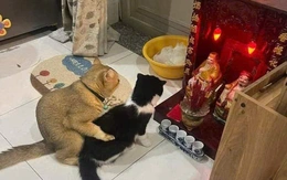 Ảnh vui 12-11: Hai chú mèo dắt nhau 'ra mắt' Thổ Địa