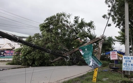 Cây to 3-4 người ôm ở Cần Thơ bất ngờ ngã bật gốc, may không trúng ai