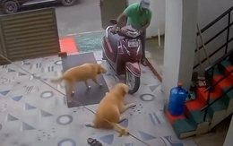 Chú chó tinh quái giả vờ đau chân để được ông chủ vuốt ve