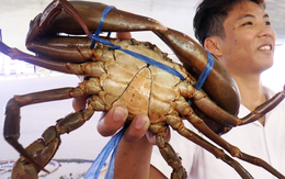 Cà Mau mang cua 'chính hiệu' đến giới thiệu với thực khách TP.HCM