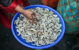 Hàng loạt lô tôm đông lạnh, giày thể thao từ Indonesia bị phát hiện nhiễm phóng xạ