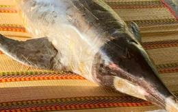 Cá heo dài 2m dạt vào bờ biển Cam Ranh