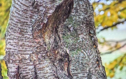 Thử tài tinh mắt: Con chim ẩn giấu ở đâu?