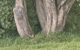 Mắt 10/10 mới thấy con mèo ở đâu