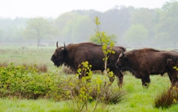 Loài thú tuyệt chủng trong hoang dã sắp 'tái xuất' ở Bỉ sau 100 năm
