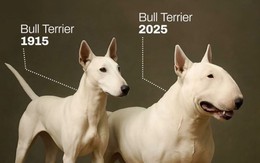 'Cậu Vàng phở Anh Hai' đã thay đổi ngoại hình thế nào sau 100 năm?