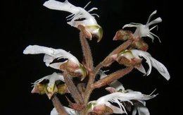 Hoa lan quý hiếm đã nở trên rừng đặc dụng Pù Luông