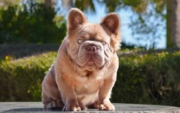 Chú Bulldog 3 tỉ đồng, tiền ăn mỗi tháng hơn 9 triệu