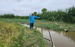 Hơn 50 hộ dân 'kêu cứu' thiệt hại lúa nếp do hầm cá xả nước thải