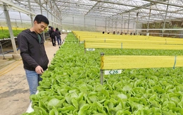 TP.HCM chỉ đạt 0,55m² mảng xanh/người, lo ngại cho sức khỏe cộng đồng và môi trường