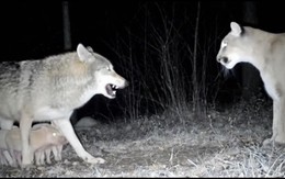 Sự thật về câu chuyện cảm động ‘sói bảo vệ đàn lợn con khỏi sư tử núi’