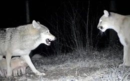 Sự thật về câu chuyện cảm động ‘sói bảo vệ đàn lợn con khỏi sư tử núi’